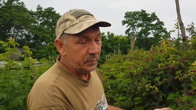 Летний сорт ежевики Лох-Тей начало плодоношения