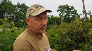 Летний сорт ежевики Лох-Тей начало плодоношения