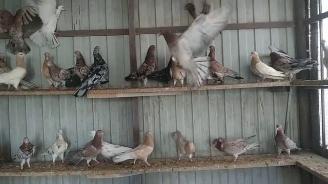 Мраморные Бакинские Голуби широкохвостые и много-пёрые! В гостях у Павла Абакумова ?+79614616148. смотреть онлайн