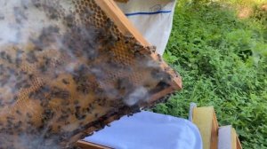 Пчеловодство | Как найти матку в улье