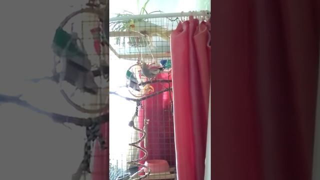 Поведение самки кореллы смотреть онлайн