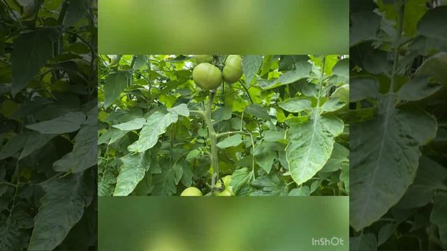 QCHN7062э смотреть онлайн