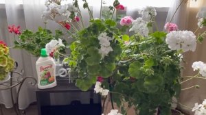 Как на одном кусте пеларгонии вырастить 40 соцветий