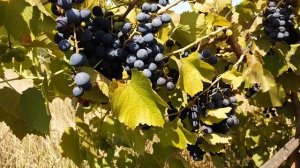 Виноград Саперави Северный. Технические сорта винограда Северный саперави - морозостойкость до -30С