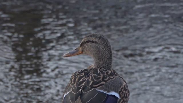 Немного весеннего настроения!!! смотреть онлайн