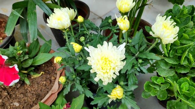 सस्ते पौधों और गमलों की शॉपिंग, My garden plants n planters shopping with rates, winter plant haul смотреть онлайн