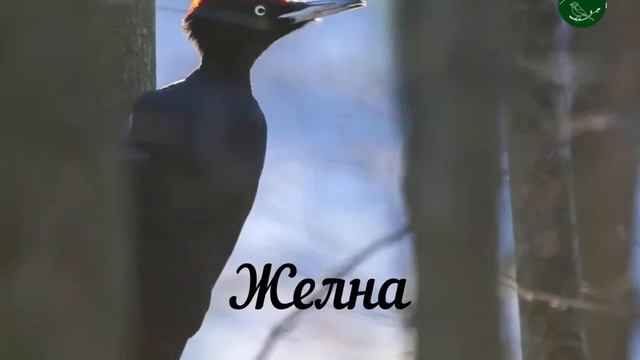 Тематическое занятие «В мире пернатых»: С. Махотин «Дятел» смотреть онлайн