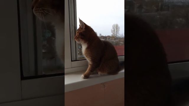 Знатоки, отзовитесь! Какая порода (смесь)? смотреть онлайн