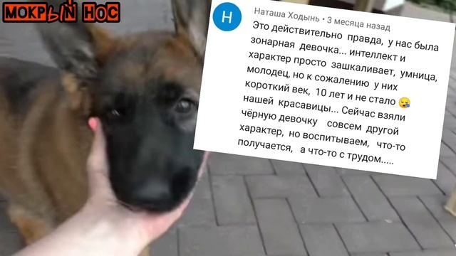 НЕУЖЕЛИ Зонарная НЕМЕЦКАЯ ОВЧАРКА умнее? Волчий окрас, генетика породы, рабочая линия. смотреть онлайн