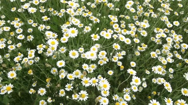 Stock Footage - Chamomile filed | VideoHive смотреть онлайн