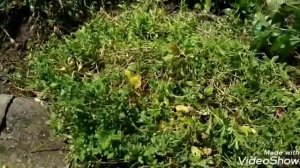 ОБРИЕТА.Это нужно обязательно сделать после цветения!!!