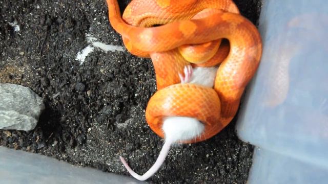 Маисовый полоз ,"Егорка"(Elaphe guttata) смотреть онлайн