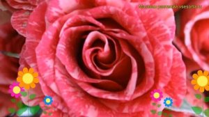 Роза спрей Пинк Флеш. Краткий обзор, описание характеристик, где купить саженцы Pink Flash