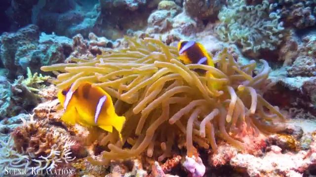 The Best 4K Aquarium ? 11 Hours of Beautiful Coral Reef Fish - Sleep Relax Meditation Music смотреть онлайн