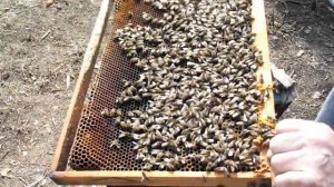 Подкормка пчел и сокращение гнезда.  Главная весенняя ревизия