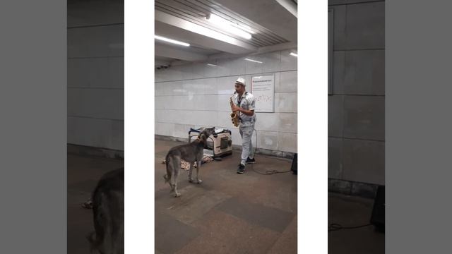 Поющий пёс на станции метро Арбатская! 🚇 I FEEL GOOD 2022. смотреть онлайн
