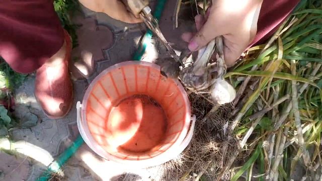 Дача. Цветы. Уборка чеснока. 14.07.20 смотреть онлайн