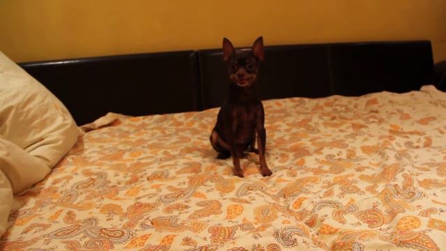 ШАРИК-жадина смотреть онлайн