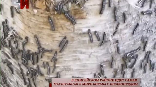 В Енисейском районе идёт самая масштабная в мире борьба с шелкопрядом смотреть онлайн