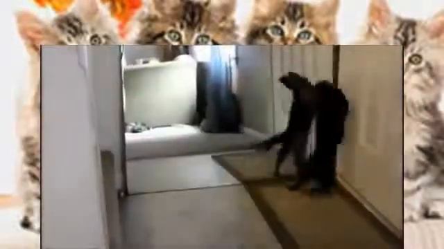 Funny and comical cats Смешные кошки Part26 Коты и их отражение в зеркале смотреть онлайн