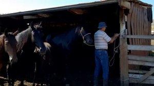 #Къ Лошади Карачаевской Породы!