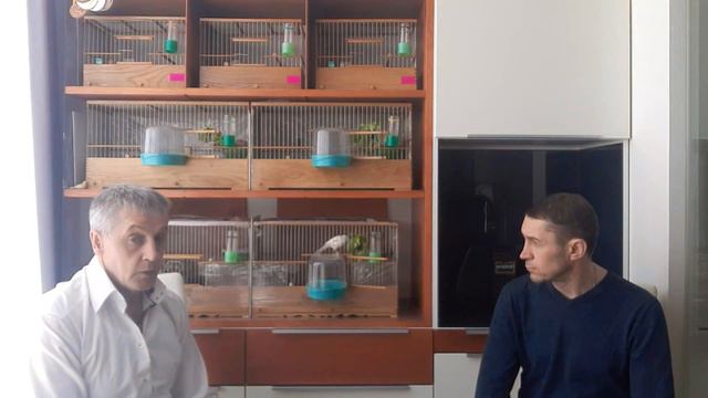 Беседа с начинающим канароводом. Разведения канареек. смотреть онлайн