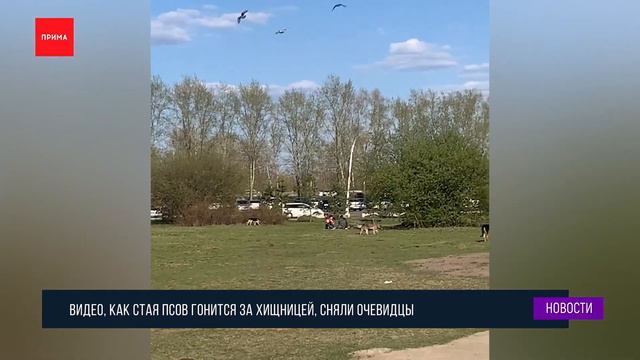 На Татышеве собаки загоняли лису смотреть онлайн