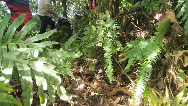 MT. MANAPHAG CONCEPCION ILOILO | CAMPING SA ISLA | TUMBA | KAIBIGAN | JAM LADOT | GEO ONG смотреть онлайн