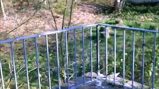 Daisy Powerline 44 Colt Python Co2 Softair Airsoft Schusstest Shooting Test смотреть онлайн