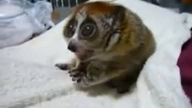 Самое милое животное в мире смотреть онлайн