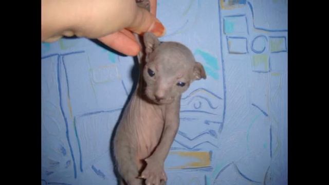 Рождение сфинксов.mpg смотреть онлайн