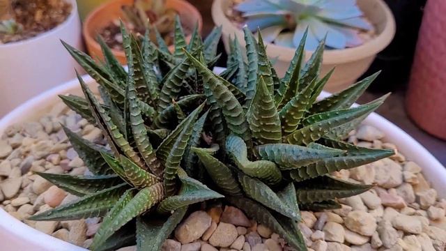 10 Colonias De Suculentas смотреть онлайн