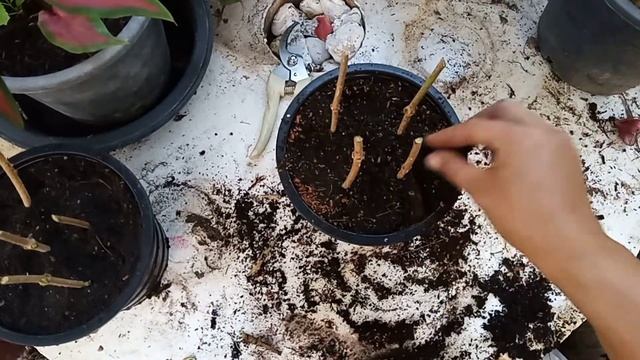 ALLAMANDA PROPAGATED BY CONDENSATION |#DIY_ANDGARDENIDEAR|#ALLAMANDA|#gardening смотреть онлайн