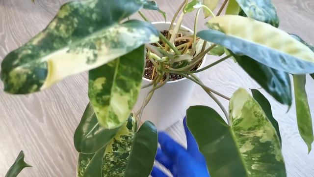 Видео 41. Обрезка филодендрона Бурле Макс вариегатный смотреть онлайн