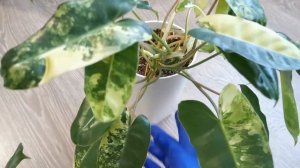 Видео 41. Обрезка филодендрона Бурле Макс вариегатный