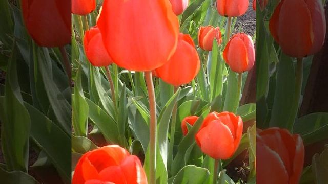 Букет Молдовы смотреть онлайн