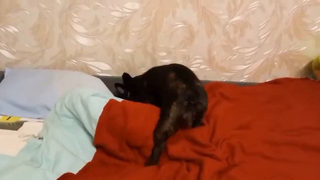 French bulldog pissing on bed смотреть онлайн