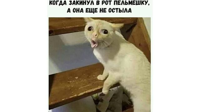 ЖУК-ПУШИСТИК))) Приколы с котами | Мемозг 725 смотреть онлайн
