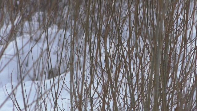 Наблюдение гаичка на иве смотреть онлайн