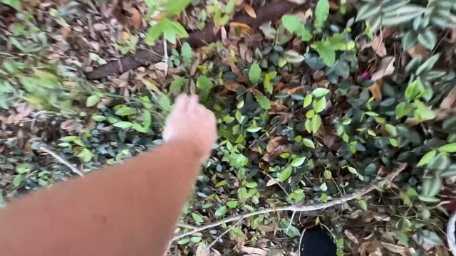 Наш сад, засучила рукава! смотреть онлайн