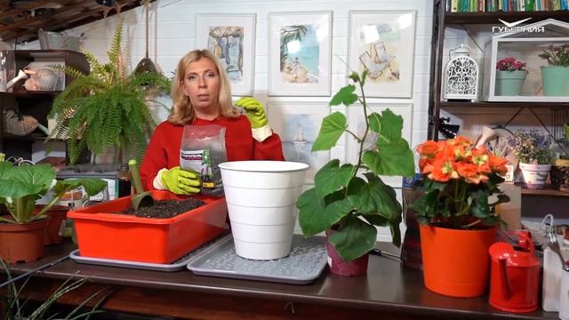 Сажаем салат, горох, горчицу и гречиху в квартире. Дачные сезоны смотреть онлайн