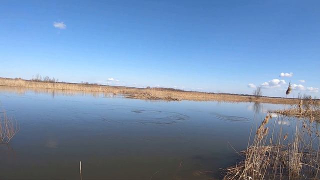 Спиннинг Pontoon 21 2019 Psychogun 732LSF из Фмагазин.ру смотреть онлайн