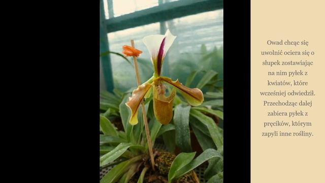 Pantofelek Bogini Wenus - Paphiopedilum смотреть онлайн