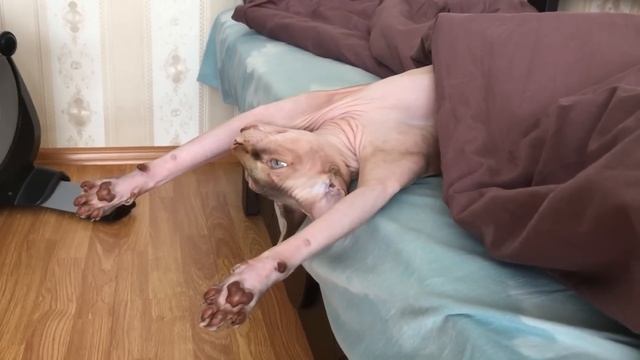 А как спите вы?! / Канадский сфинкс ?? смотреть онлайн