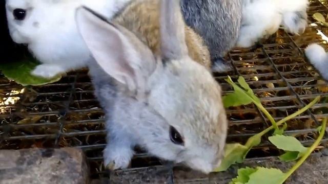Можно ли кроликам редиску. Ботва редиски кроликам / КРОЛИКОВОДСТВО смотреть онлайн