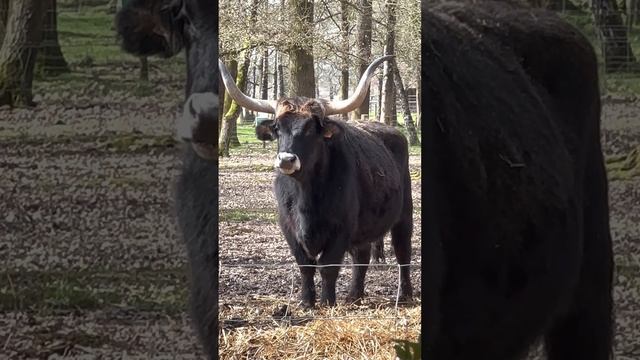 Африканский буйвол, животные, дикие животные смотреть онлайн