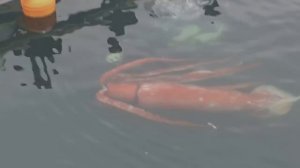 Гигантский кальмар у берегов Японии