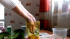 Реанимация орхидеи с гнилыми корнями