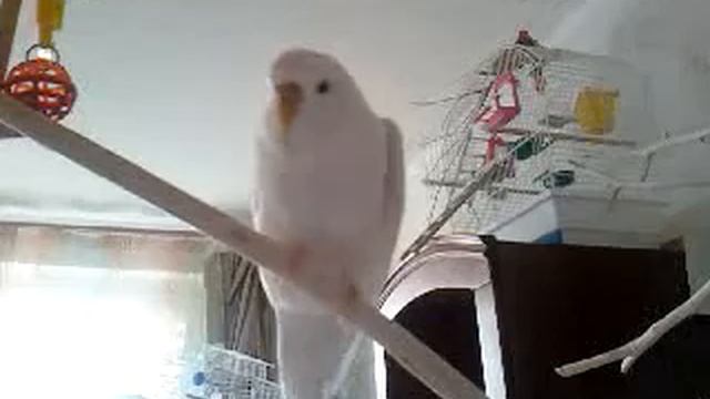 Волнистые попугаи. Спим..3gp смотреть онлайн