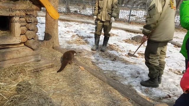 Выпуск выдры в Парк хищных зверей 14 февраля 2018 г. смотреть онлайн